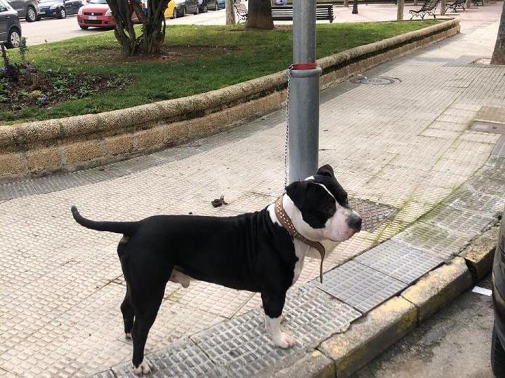 Imagen difundida por la Policía Local del animal atado a la farola.
