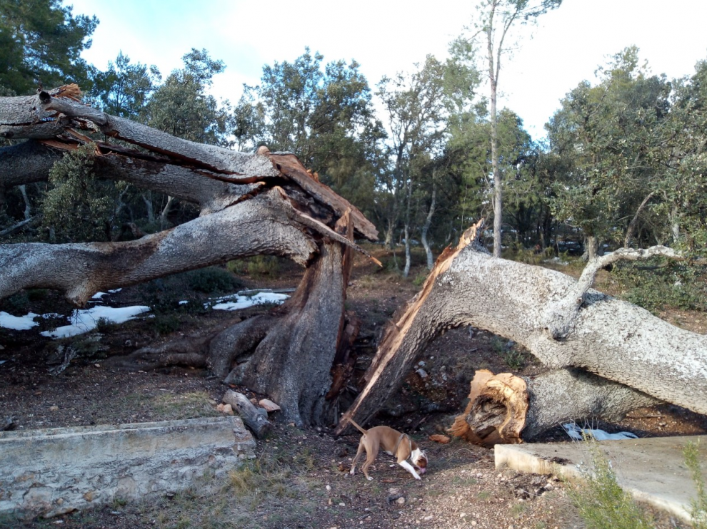 La carrasca de mil años arrasada por el temporal de nieve.