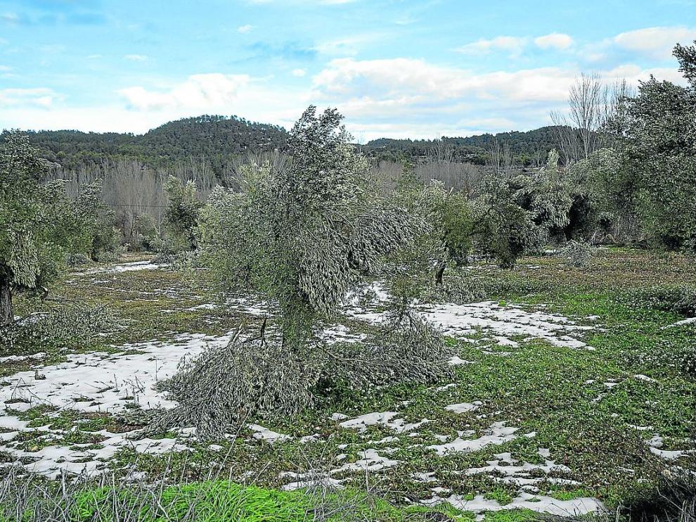 Olivos tronchados por la nieve en una finca de Valderrobres
