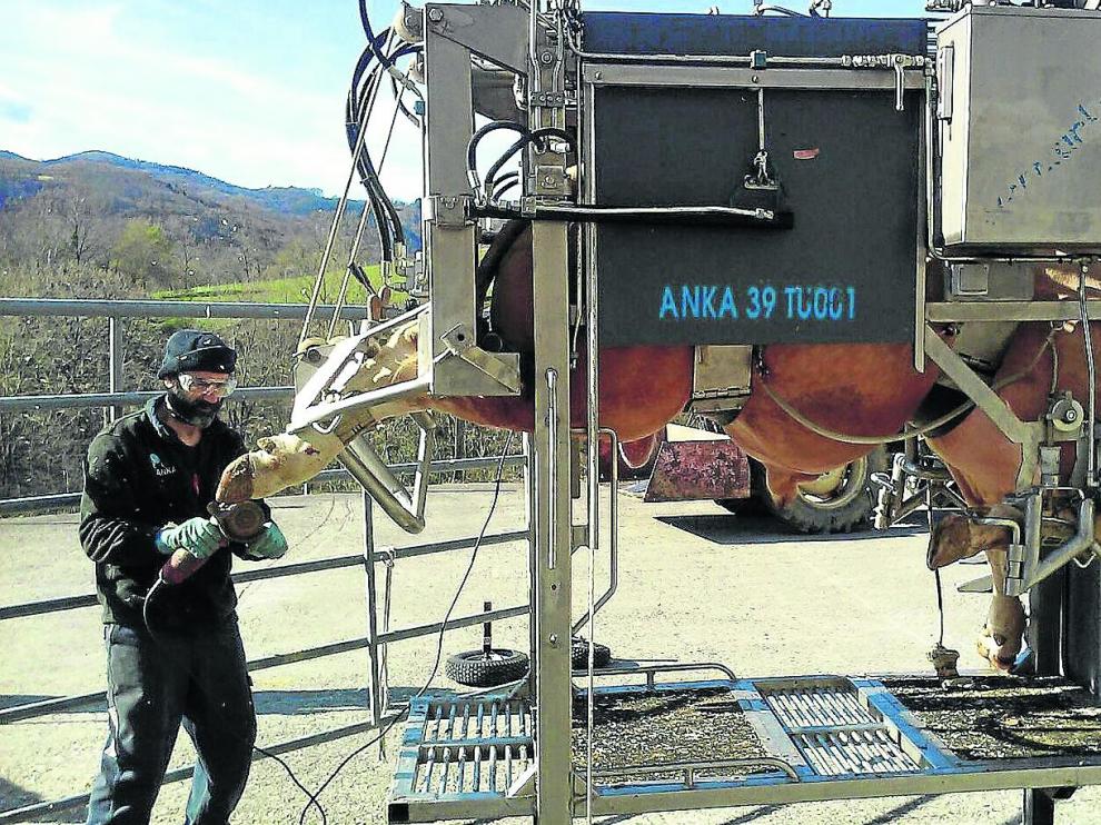 Los profesionales que se dedican a los tratamientos de pedicura de las vacas, incorporan los últimos adelantos en su cuidado.