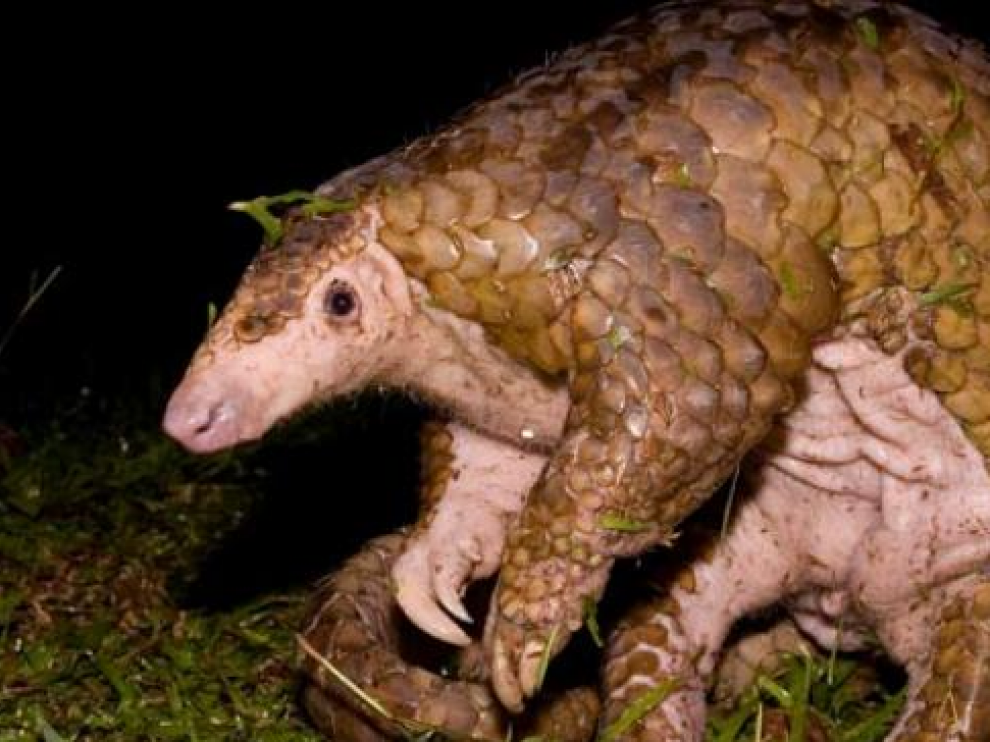 Un ejemplar de pangolín.