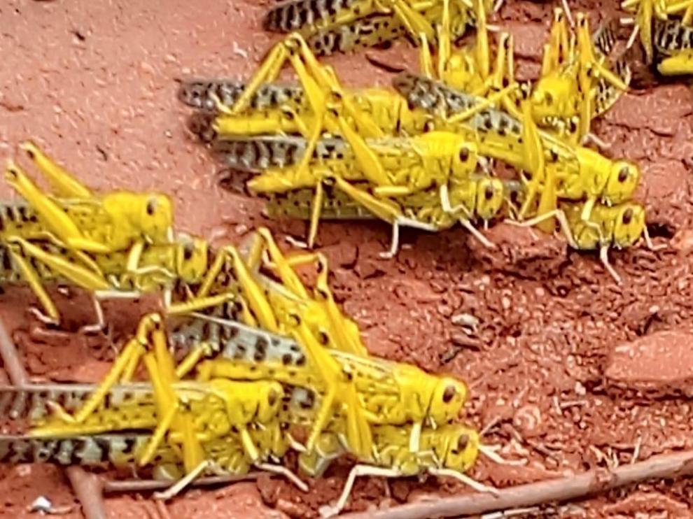 La langosta del desierto es una delas plagas migratorias más peligrosas del mundo.