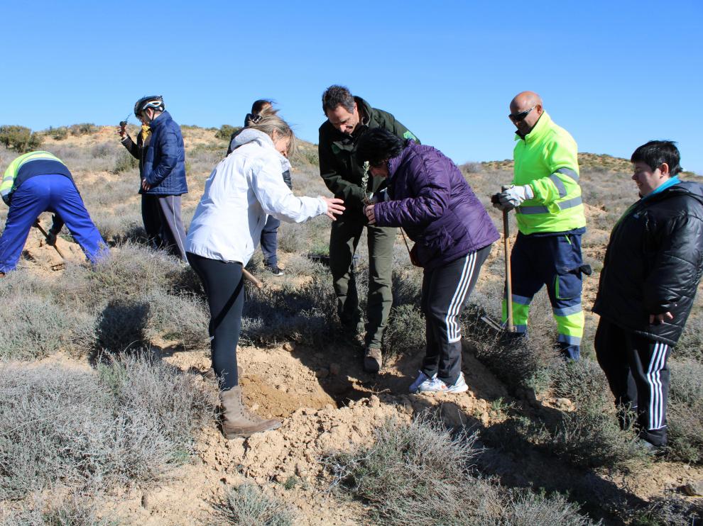 La plantación se ha desarrollado en un mañana soleada y ventosa