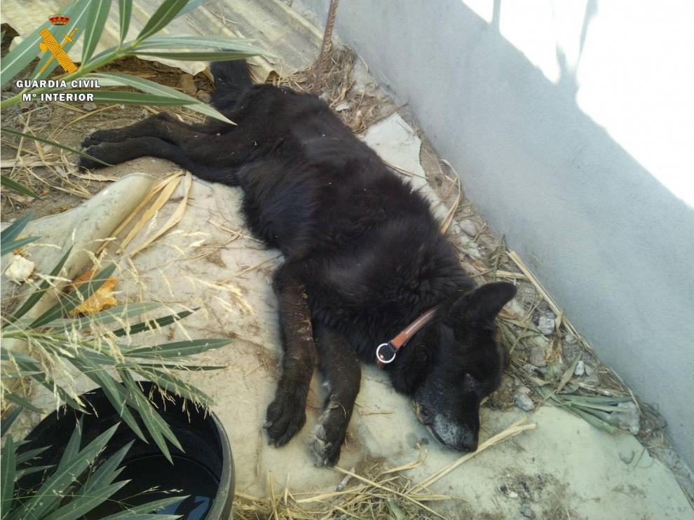 Uno de los animales encontrados en El Burgo de Ebro.