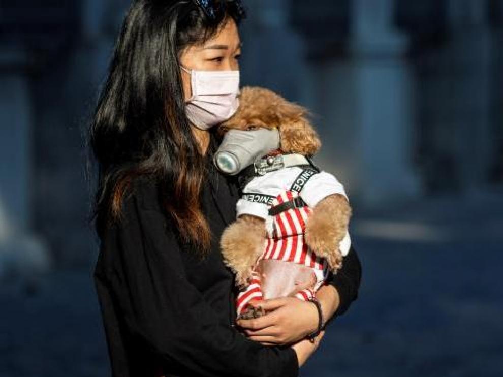 Un perro con mascarilla, en China.