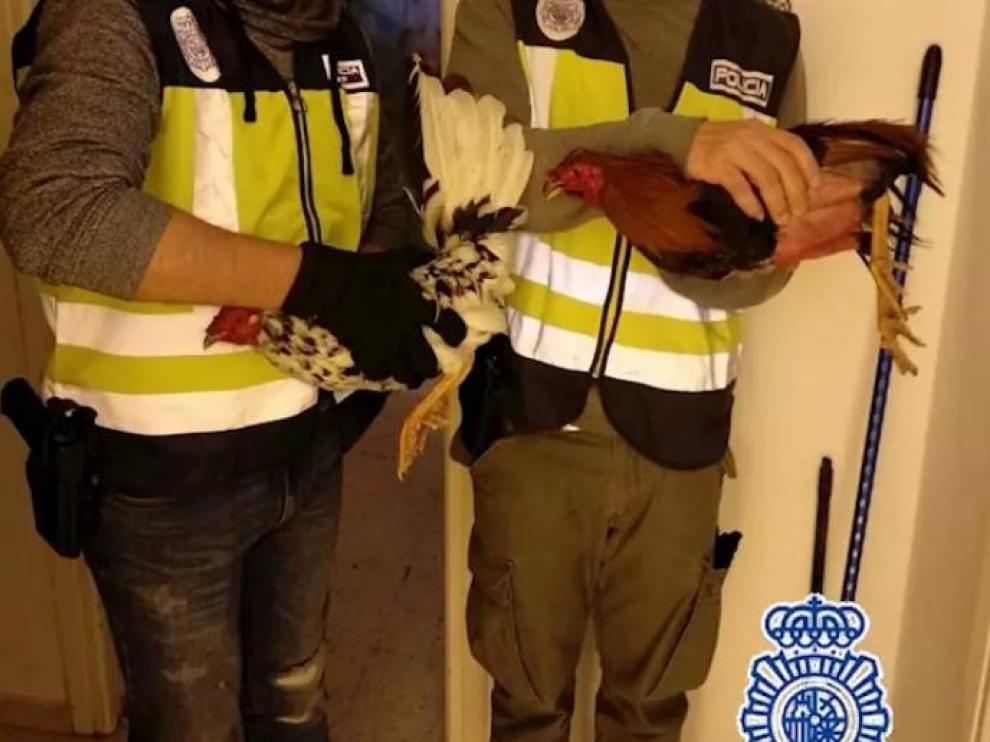 Los gallos