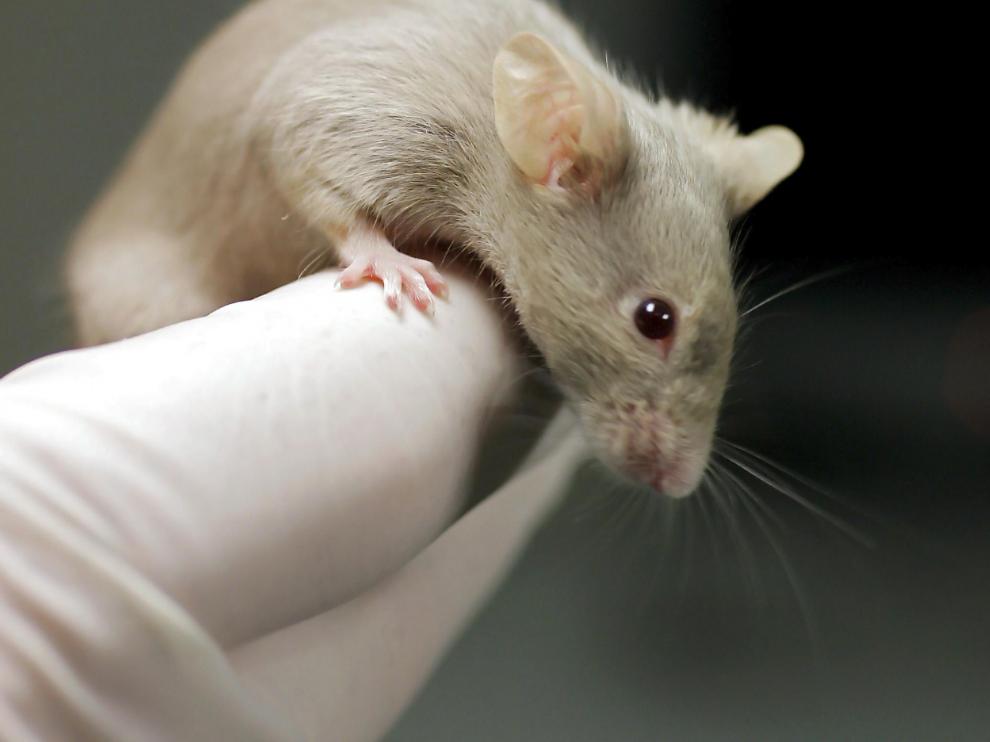 Un ratón de laboratorio.