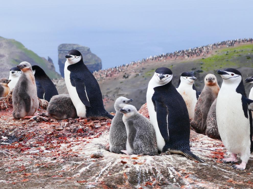 En esta campaña se han apadrinado 40.000 pingüinos.