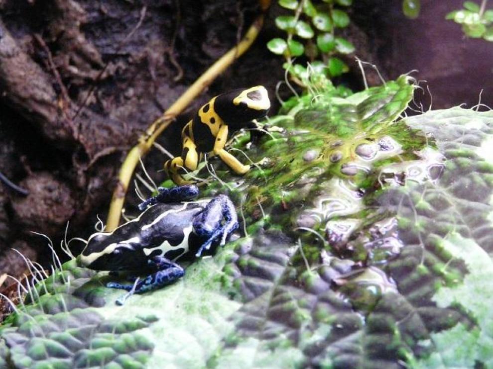 Ranas venenosas punta de flecha.