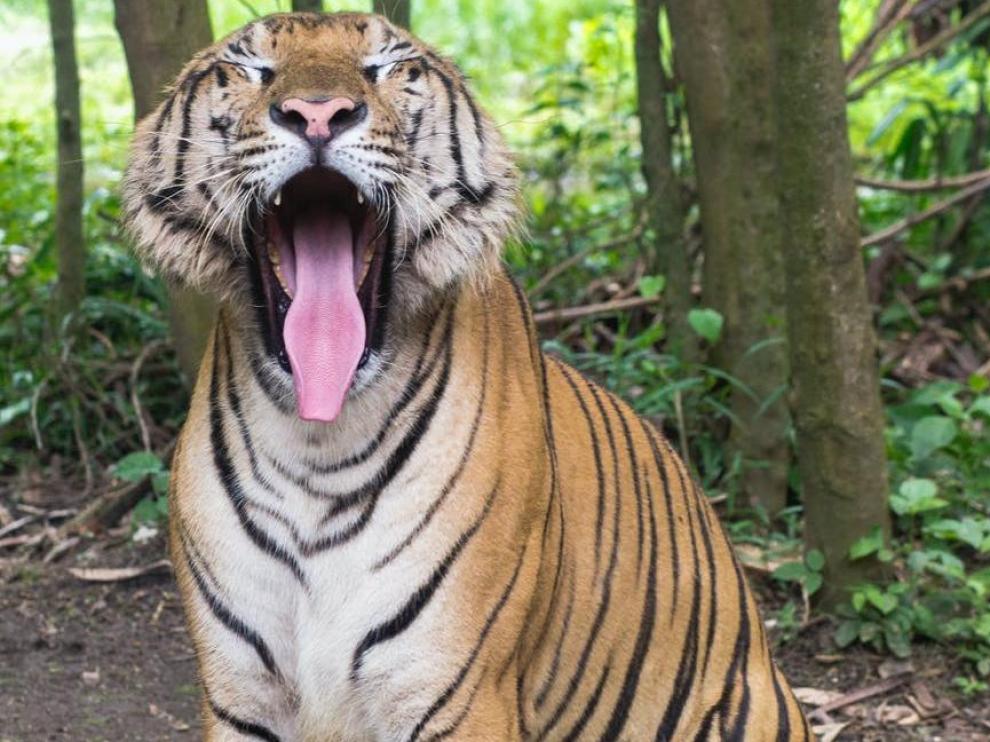 Tigre.