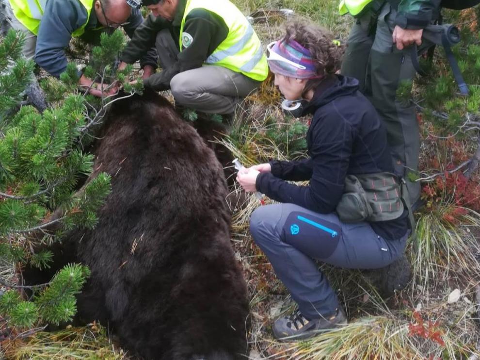 Una imagen del oso Goiat cuando fue capturado en 2018 para cambiarle el collar transmisor.