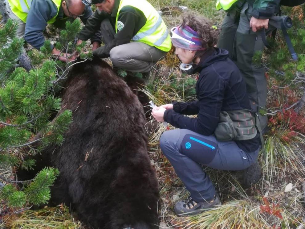 Una imagen del oso Goiat cuando fue capturado en 2018 para cambiarle el collar transmisor.
