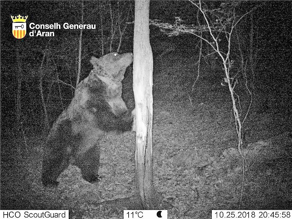 Fotografía del oso Goiat tomada en Cataluña.