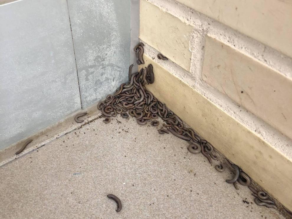 Una Plaga De Gusanos Trae De Cabeza A Un Grupo De Vecinos De Valdefierro En Zaragoza