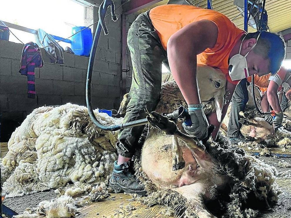 Una cuadrilla de esquiladores uruguayos, el viernes en una explotación de ovino de Viu de Linas (Huesca)