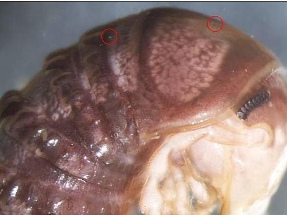 Imagen del milpiés con los nuevos hongos señalados con un círculo.