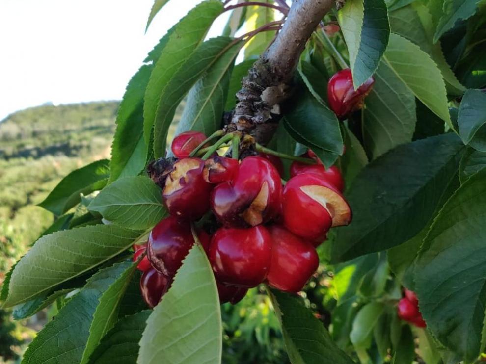Campos de cerezos en Fraga afectados por la lluvia.
