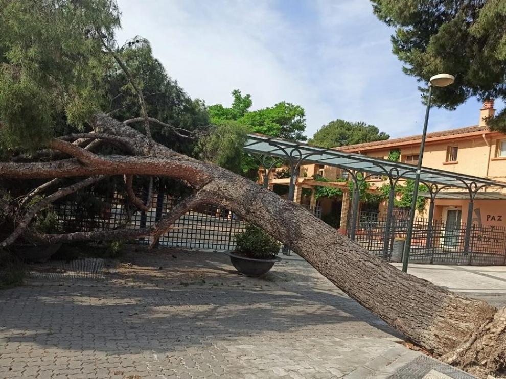 Este árbol cayó la pasada semana junto a la residencia de San Eugenio, en La Paz.