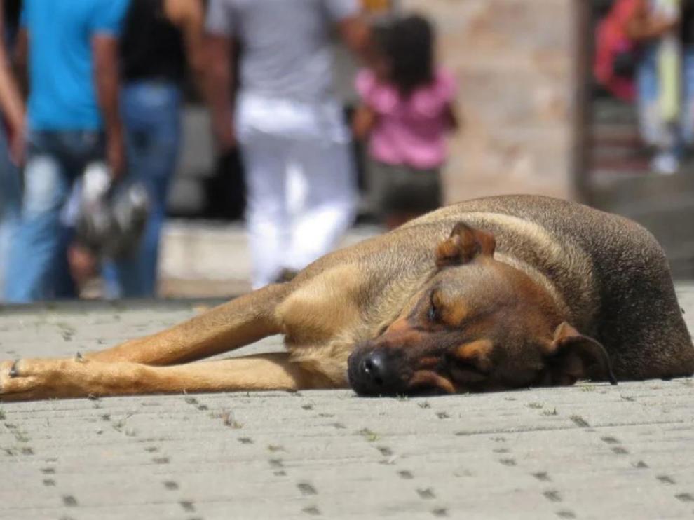 Imagen de un perro abandonado.