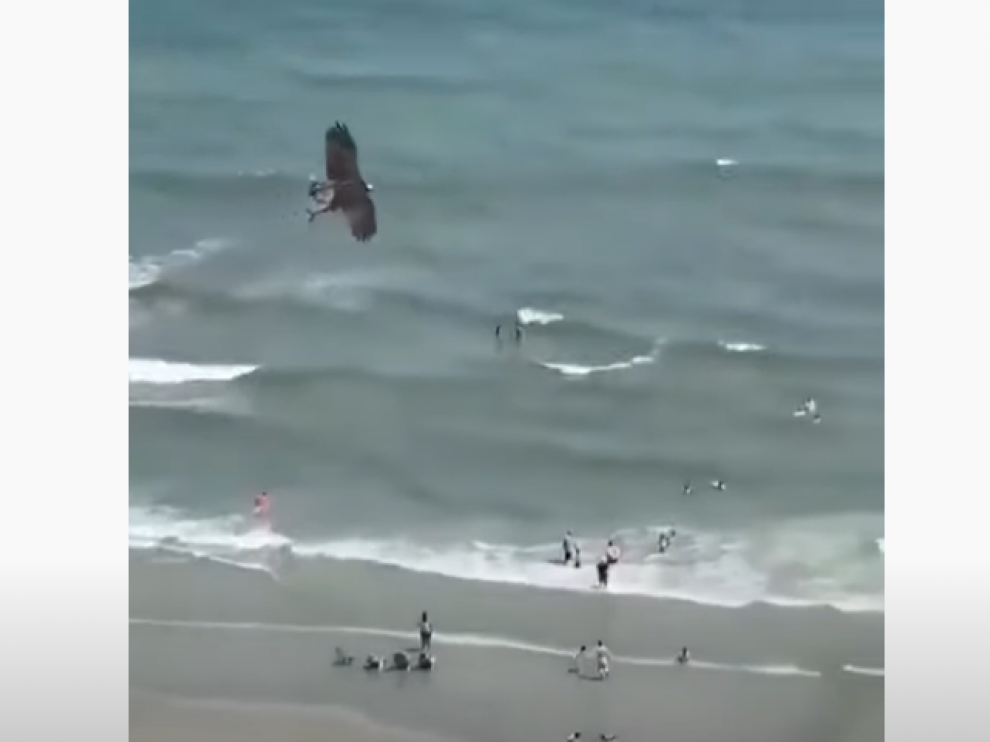 Graban el momento en que un águila atrapa a un tiburón y se lo lleva volando