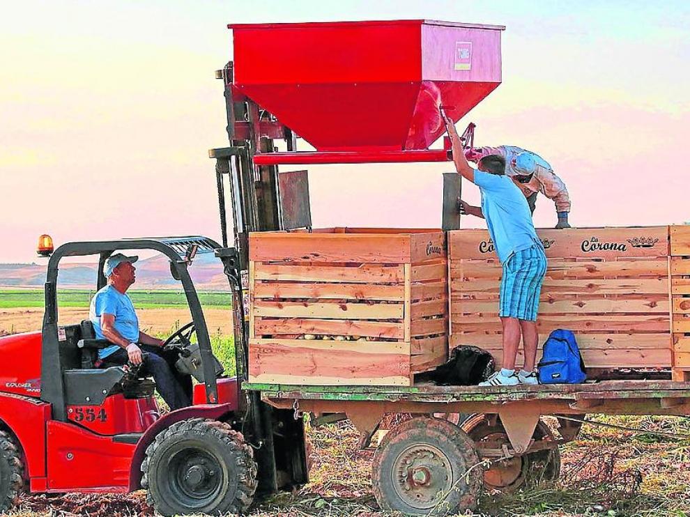 Los agricultores integrados en la D. O. Cebolla Fuentes de Ebro ya han comenzado la recolección.