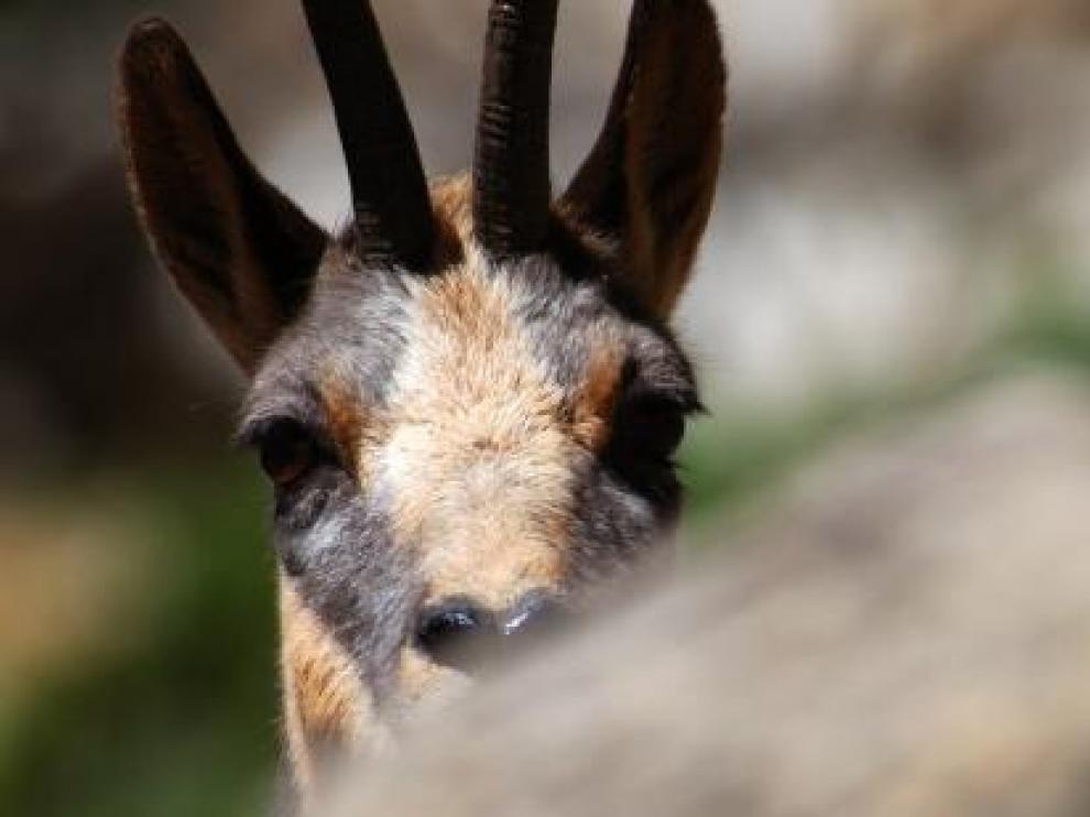 El sarrio es una de las especies que habita en los Pirineos