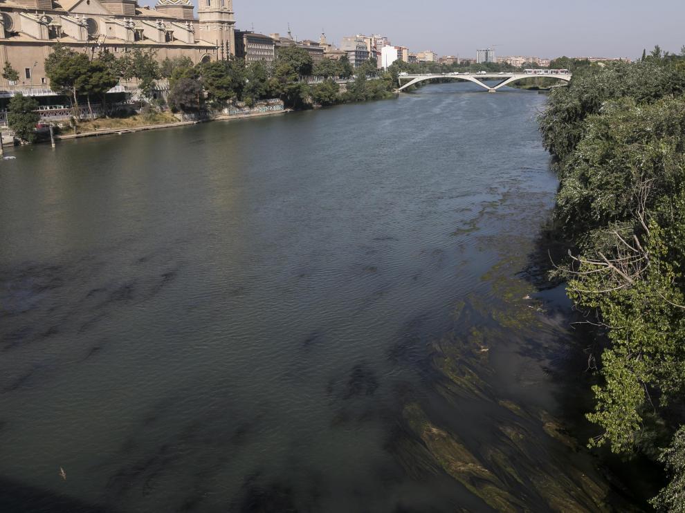 Ribera del Ebro donde otros años había mosca negra.