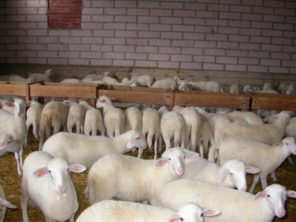 Las garrapatas pasan de las ovejas a los corderos y las canales se ven decomisadas por el color amarillento de la carne.