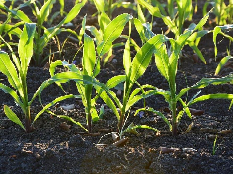 Esta tecnología contribuye a reducir un 30% el uso de fertilizantes nitrogenados.