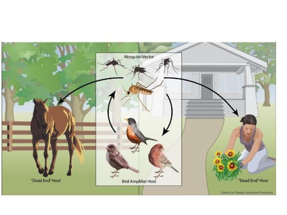 Ciclo de transmisión del WNV, formado por un huésped intermediario artrópodo (los mosquitos del género Culex) y un huésped definitivo vertebrado (determinadas especies de ave). En ocasiones tienen lugar infecciones en humanos y caballos