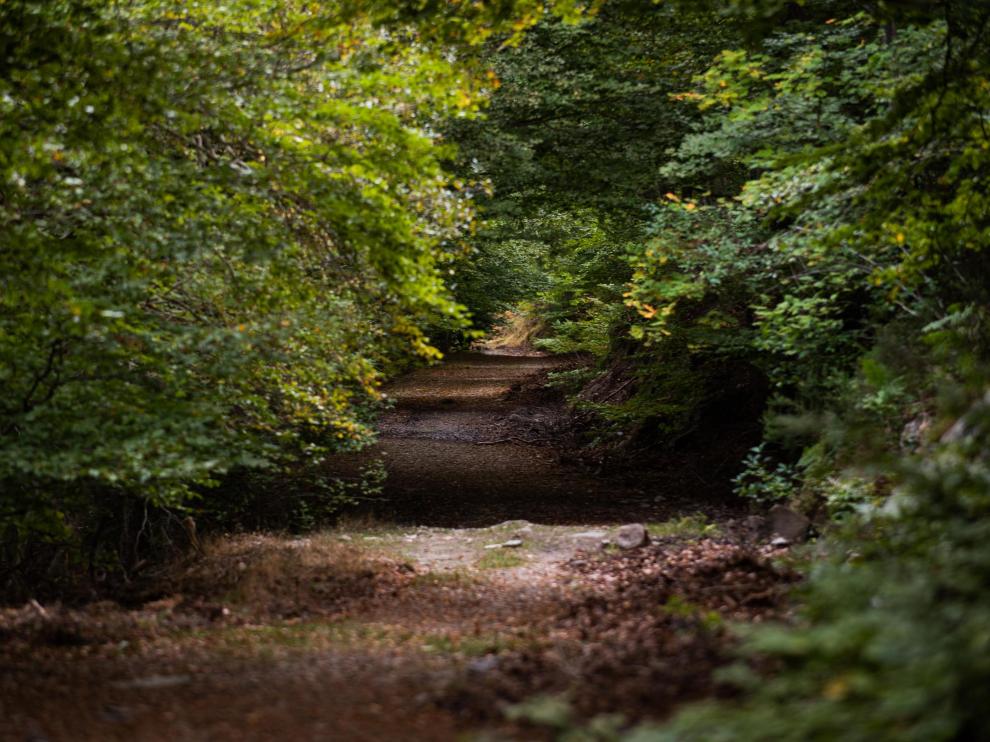 La frondosidad del hayedo de Peña Roya del Moncayo, apenas deja pasar la luz al sendero