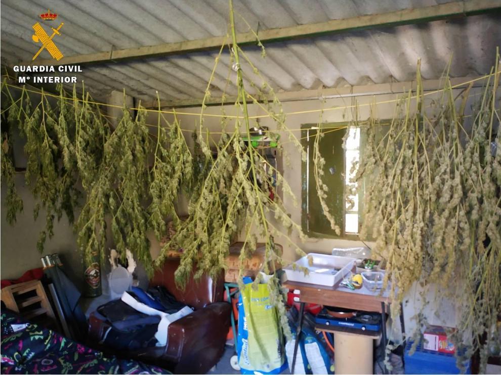 Plantas de marihuana en proceso de secado.