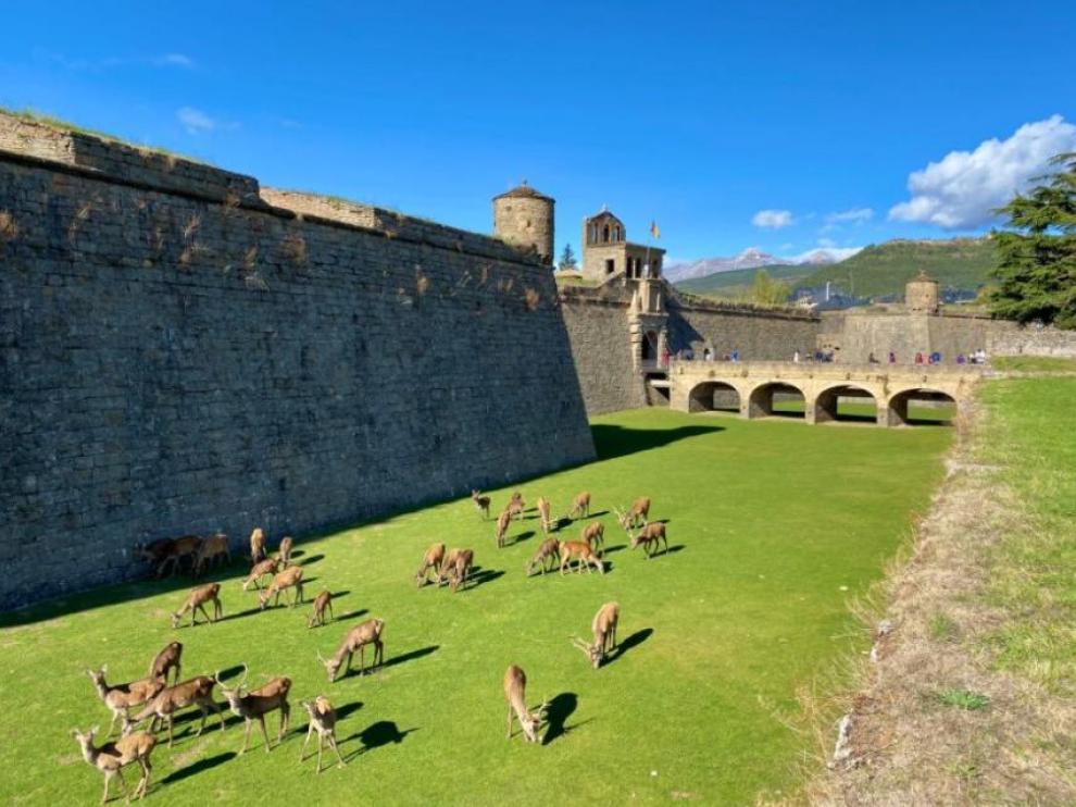 Los animales, en el foso del castillo, en la soleada jornada del sábado.