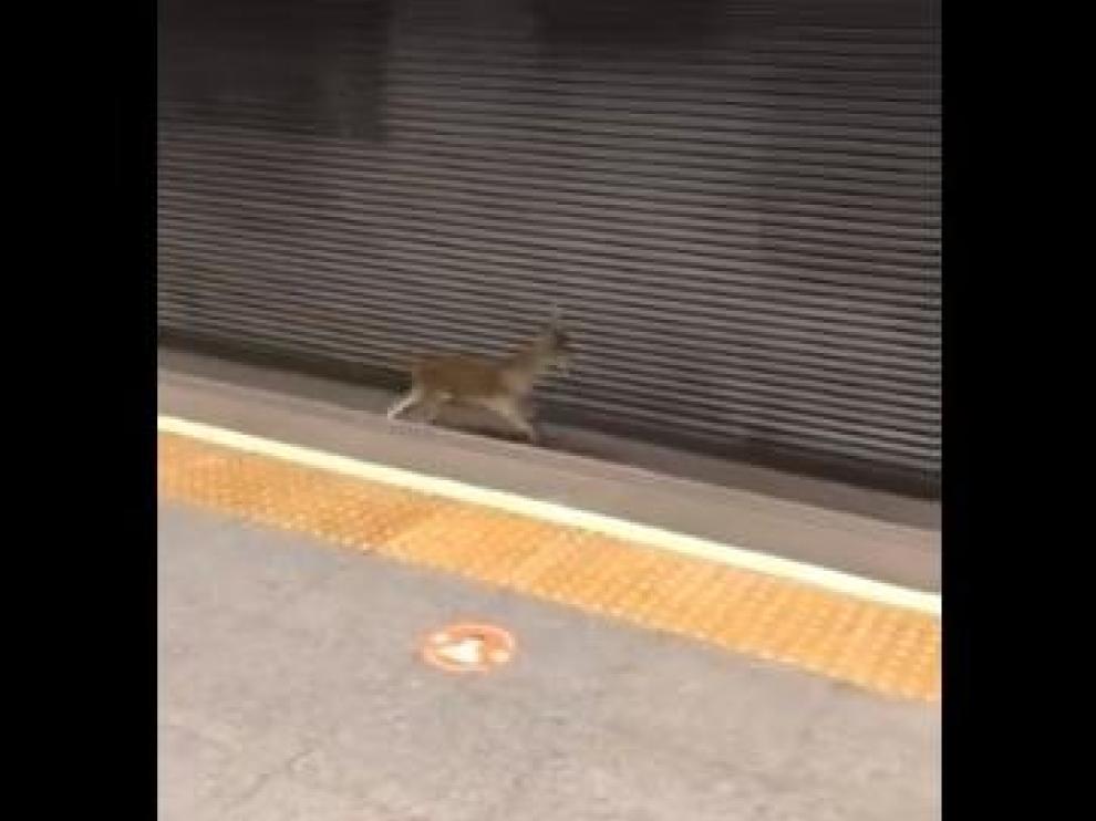 Captura del vídeo del corzo en la estación del metro de Valencia.