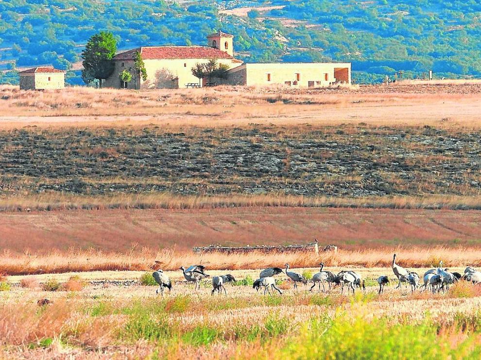 El primer grupo de grullas, en la fotografía, fue avistado el pasado 12 de octubre.