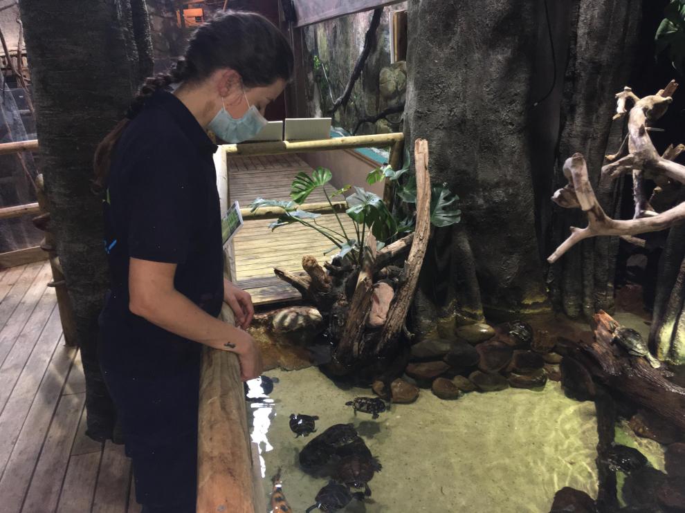 Blanca Pérez, jefa de acuaristas del Acuario de Zaragoza, con algunos ejemplares de tortugas.