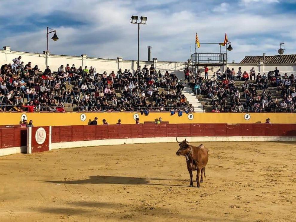 Imagen del festejo taurino celebrado el pasado día 18 en la plaza de toros de Alagón