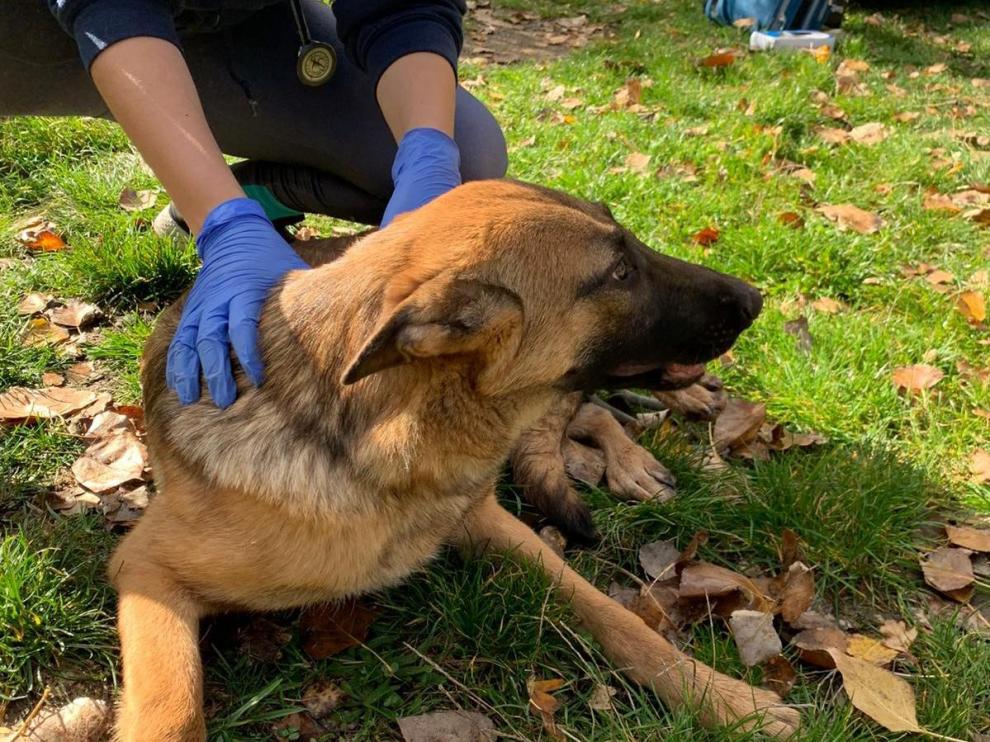 Una imagen del perro rescatado en Sabiñánigo.