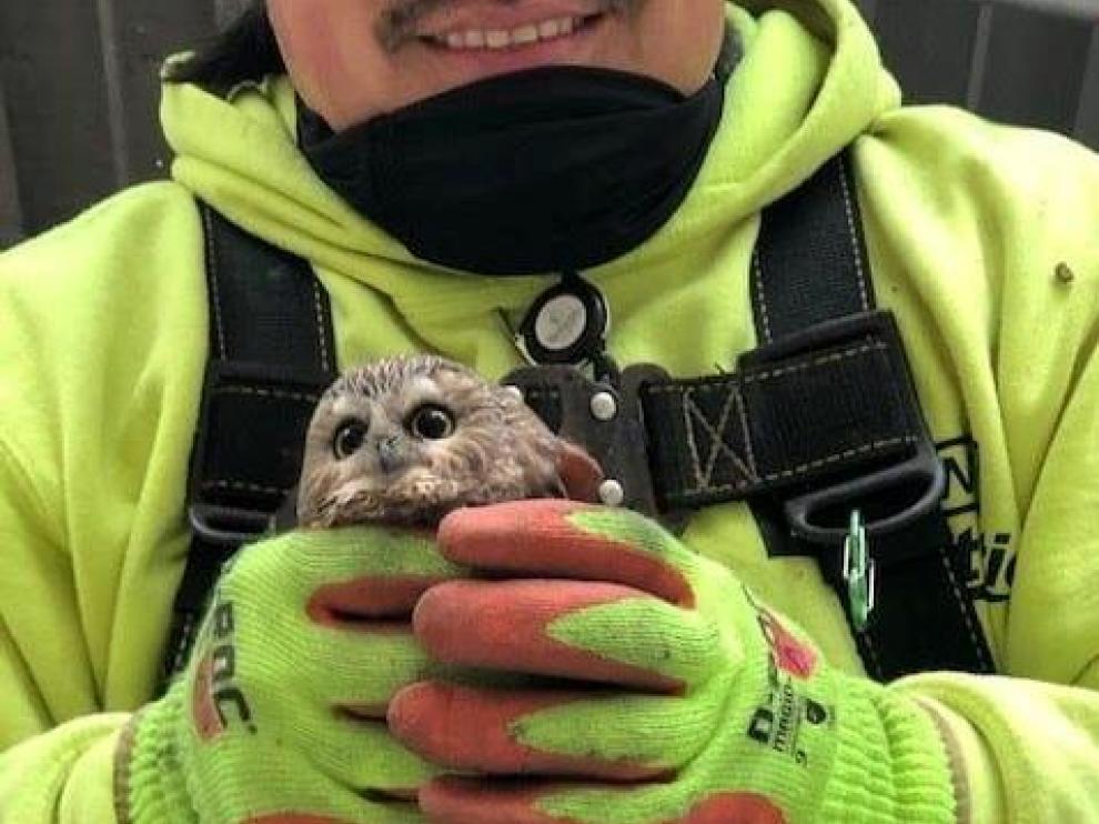 Un operario sostiene el búho hallado entre las ramas del árbol de Navidad.