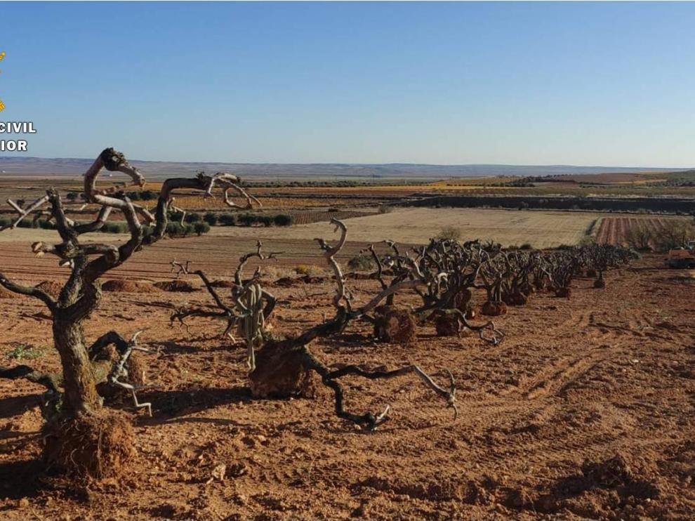 Olivos inmovilizados por la Guardia Civil en Cosuenda (Zaragoza).