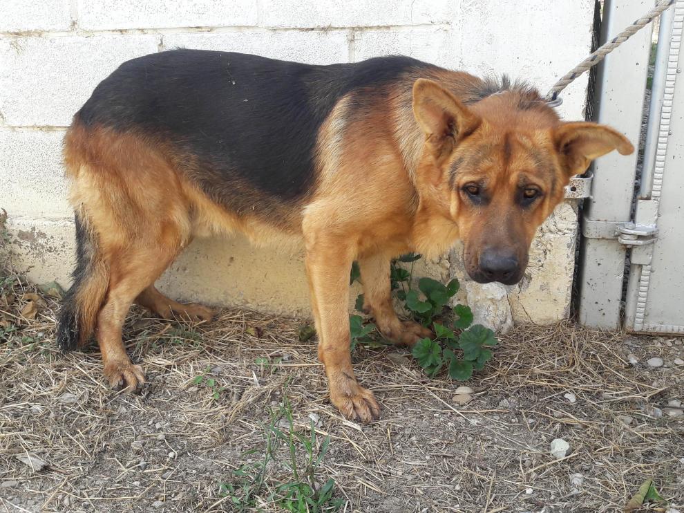 Eros es un pasto alemán que fue abandonado y maltratado, y lleva tres años en Movera a la espera de una adopción.