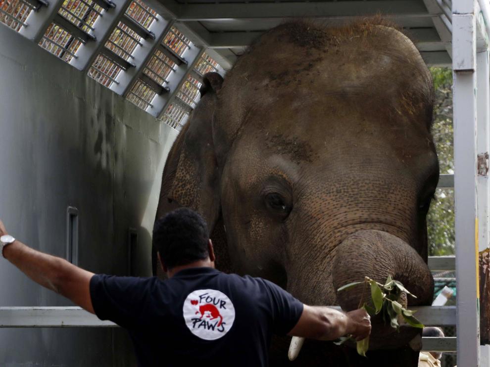 Amir Khalil, veterinario y líder de la misión de Four Paws International, junto a Kavaan, el único elefante asiático de Pakistán, mientras es transportado a Camboya.