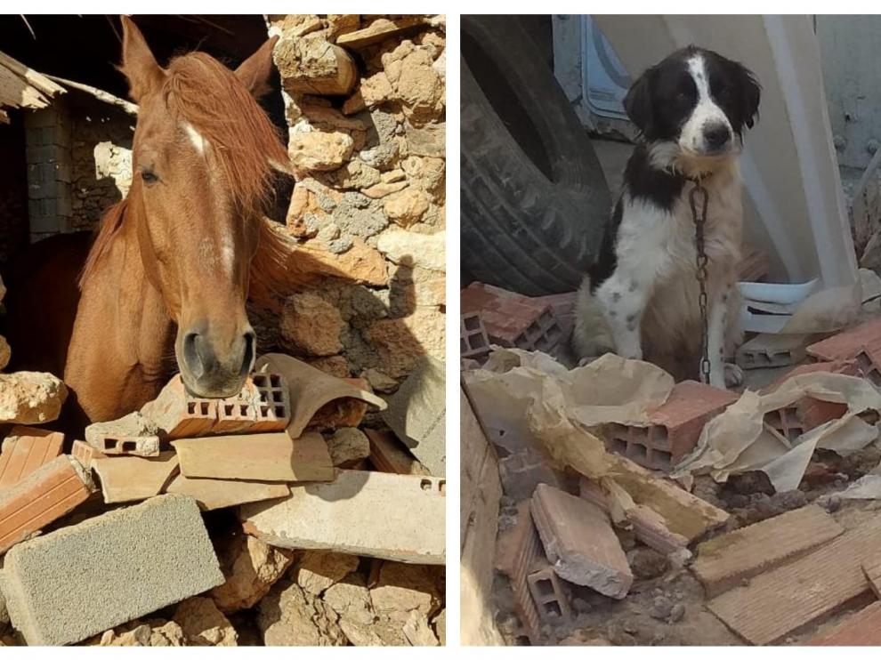 Un caballo y uno de los perros encontrados