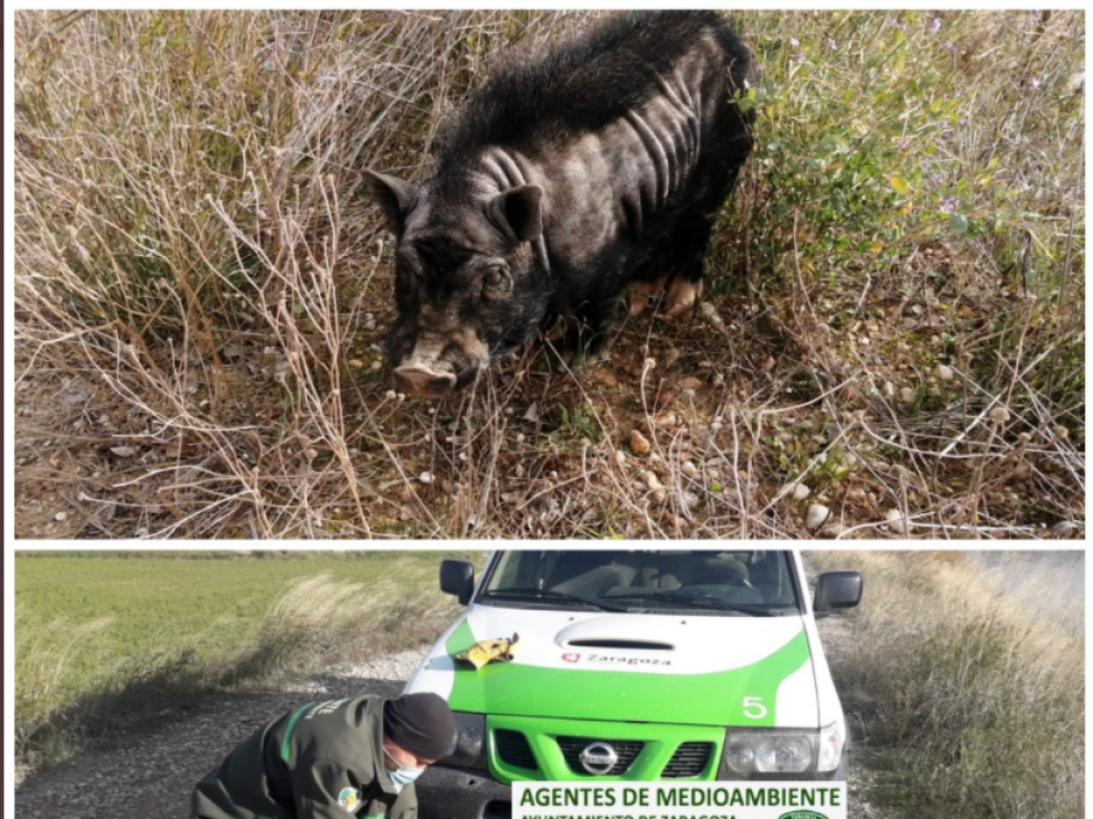 Captura de un cerdo vietnamita en las riberas del Ebro