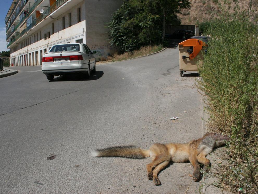 Un zorro muerto, atropellado en una calle de Teruel