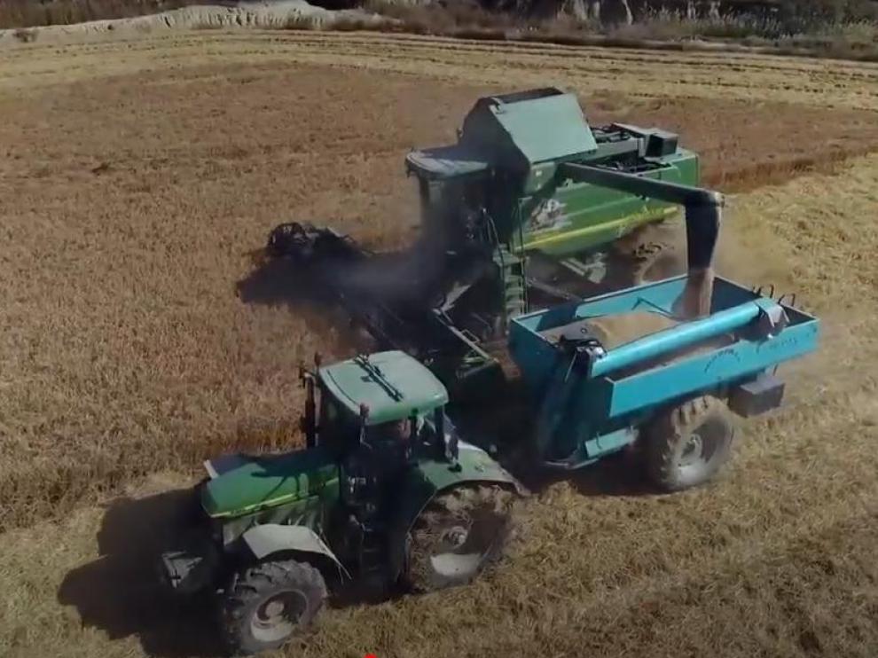 Un momento de la recolección de la cosecha de arroz en una explotación de la Comunidad aragonesa.