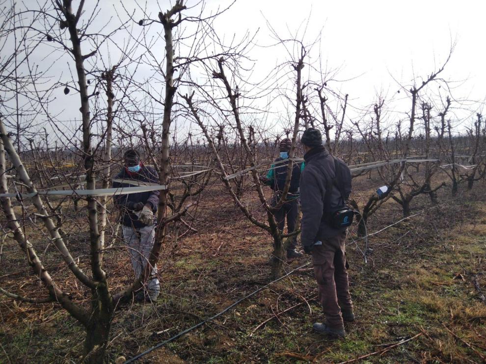 Temporeros realizando labores de poda esta semana en una finca de Almudáfar, en la comarca del Bajo Cinca.