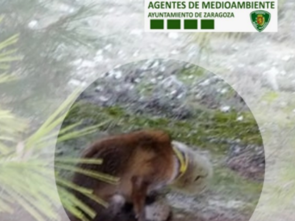 Curiosa persecución de la Policía de Zaragoza a un zorro para quitarle una lata de olivas de la cabeza