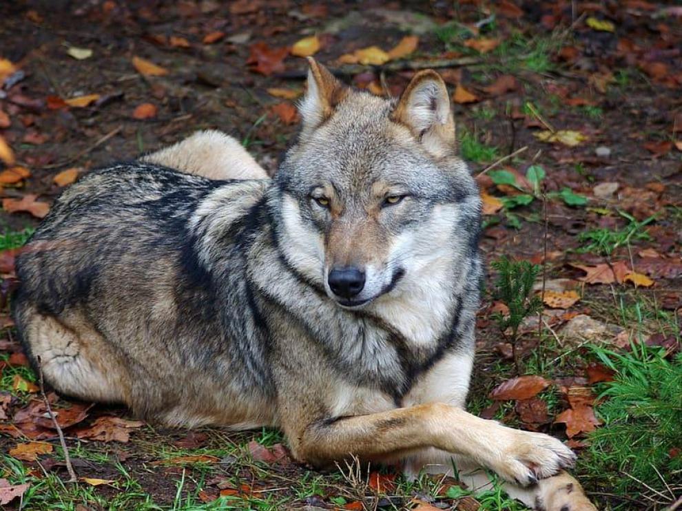 Los ecologistas destacan el papel del lobo para mantener la biodiversidad.