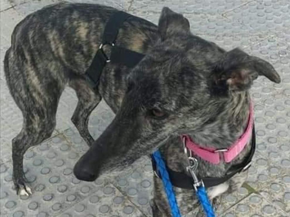 Perro perdido en la Joyosa